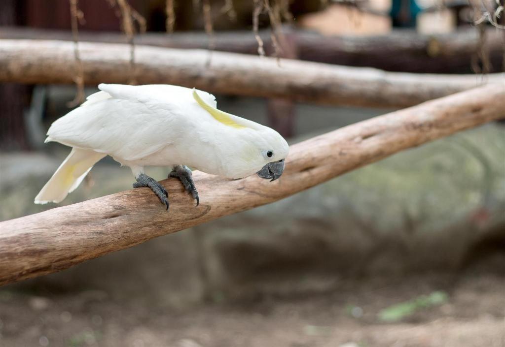 Score Birds Hotel آنغلوس المظهر الخارجي الصورة